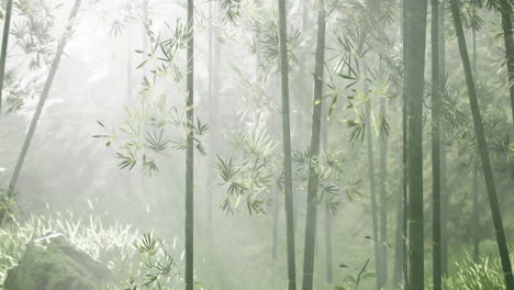 Bamboo-forest-of-southern-China