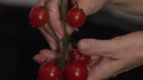 Manos-De-Mujer-Lavando-La-Rama-De-Tomate-Cherry-Rojo-En-Primer-Plano-Sobre-Fondo-Negro