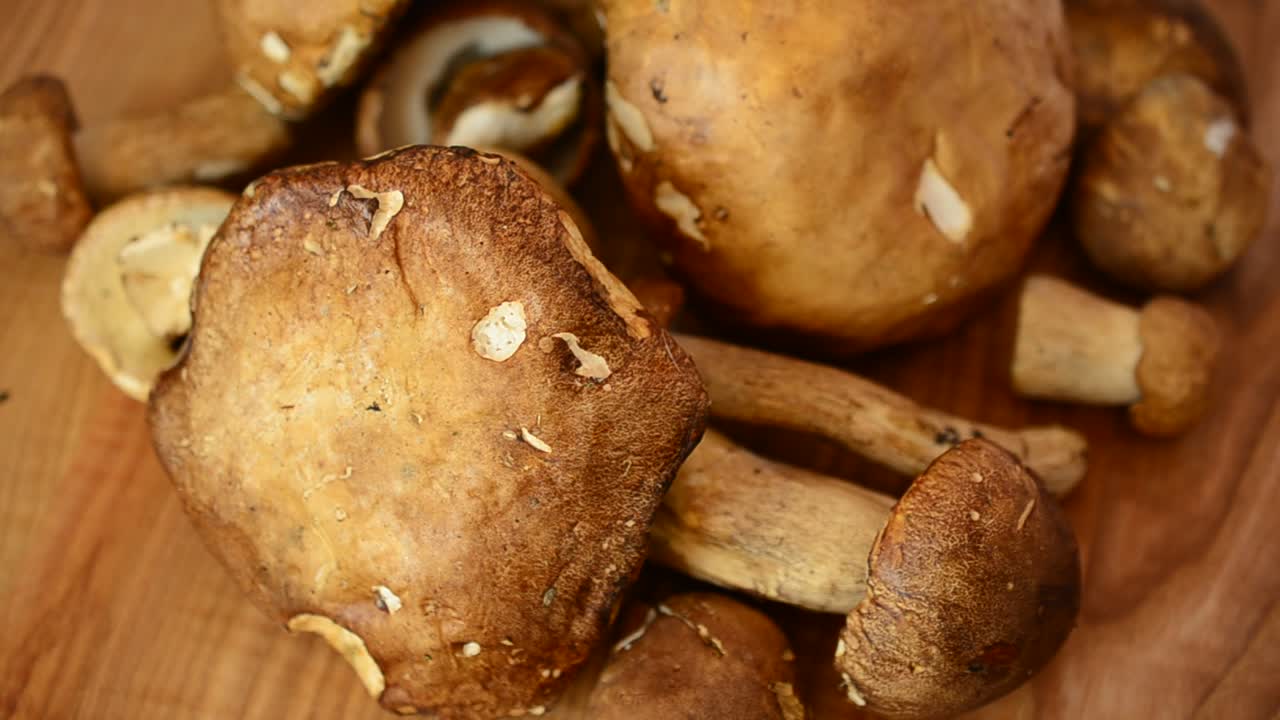 Boletus edulis. Svampar. Fotografering av skogssvamp.