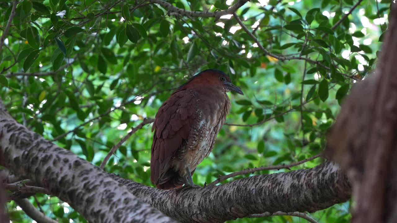 la garza nocturna malaya fue vista de pie en la rama de un árbol en el parque forestal de daan, limpiándose y arreglando sus plumas, toma de cerca