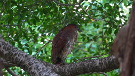 la garza nocturna malaya fue vista de pie en la rama de un árbol en el parque forestal de daan, limpiándose y arreglando sus plumas, toma de cerca