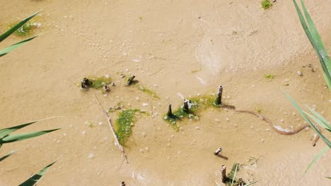 Snake-playing-in-the-water