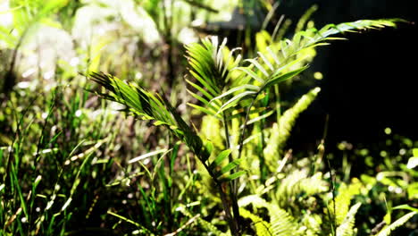 sun shining into tropical forest