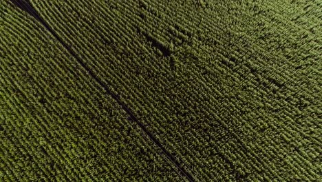 corn field with perfect tillage lines of green plants, monoculture farmland, aerial