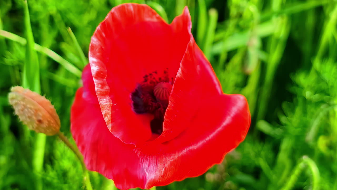 Close-up of vibrant red poppy against lush green background