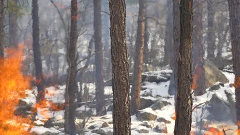 Hitzewellen-Und-Flammen-Bei-Einem-Waldbrand-Im-Winter