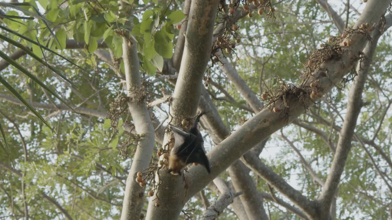летучая мышь, идущая по фиговому дереву и делающая небольшой прыжок