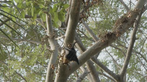 bat walking down a fig tree, and making a small jump