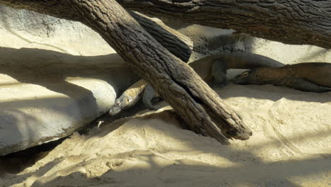 Komodo-dragon-in-the-zoo