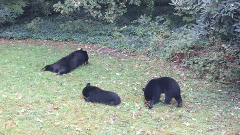 Black-Bear-family-eating-and-resting-in-backyard-or-house-in-Hendersonville-North-Carolina