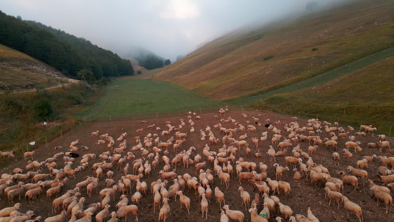 Drone che vola sopra un gregge di pecore al pascolo al mattino presto con montagne nebbiose sullo sfondo in Toscana, Italia