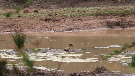 Un-Hamerkop,-Un-Ave-Acuática-Africana,-Camina-A-Través-De-Una-Piscina-Poco-Profunda