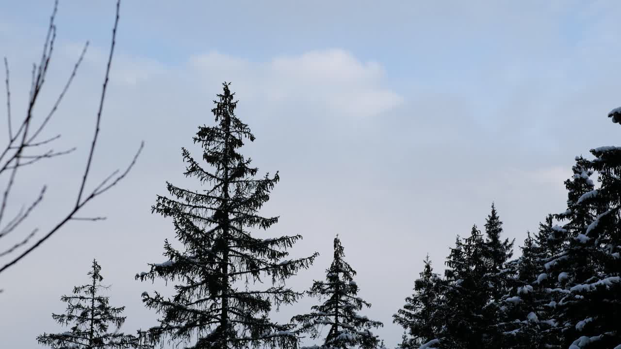 알프스의 겨울 풍경 한가운데에 있는 나무들