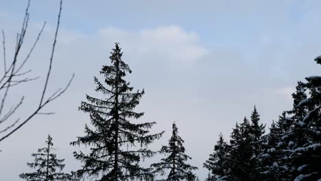 árboles-En-Medio-Del-Paisaje-Invernal-En-Los-Alpes