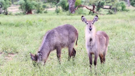 Two-waterbuck-one-standing-the-other-feeding-in-Sabi-Sands-Game-Reserve-in-South-Africa