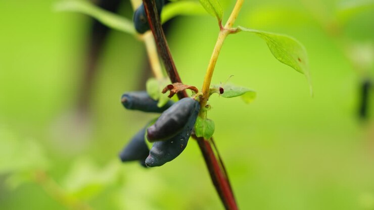 Bacca di honeyberry appesa al fusto della pianta con sfondo bokeh verde.
