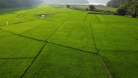 Parque-Nacional-Ba-Be,-Vietnam,-Conocido-Por-Sus-Impresionantes-Paisajes-Y-Sus-Exuberantes-Campos-De-Arroz-Verdes.