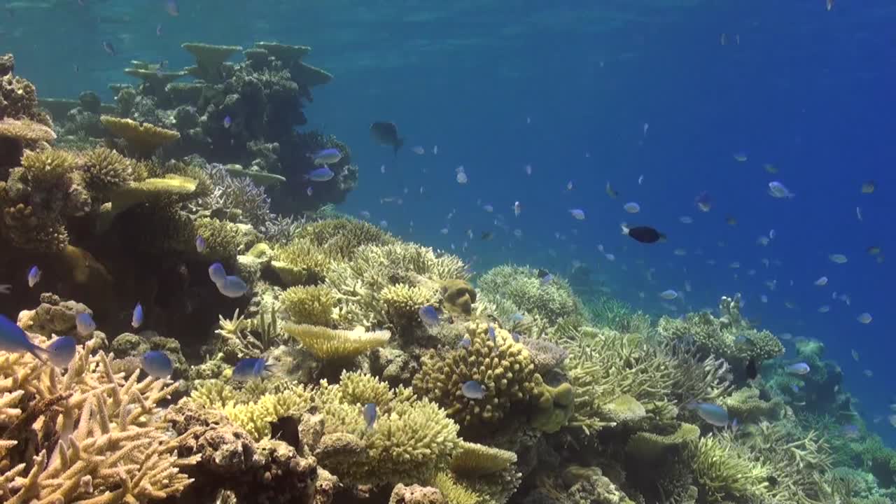 vista estática de un arrecife de coral con coral cuerno de ciervo y peces de arrecife en las maldivas