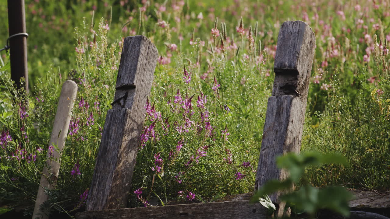postes de valla de madera de jardín podrido apoyado contra la cama de brezo floreciente