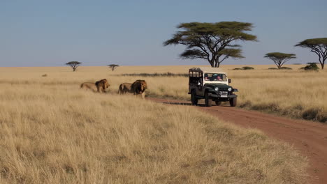 lion safari in the african savanna