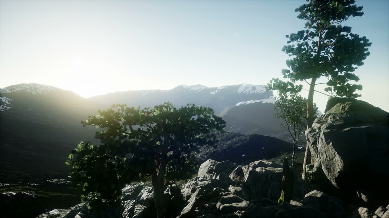 나무들을 가로지르는  ⁇ 빛