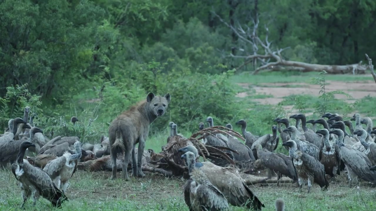 A group of white-backed vultures are feeding on a giraffe carcass before a spotted hyena chases the birds to feed on the carcass, Kruger National Park.