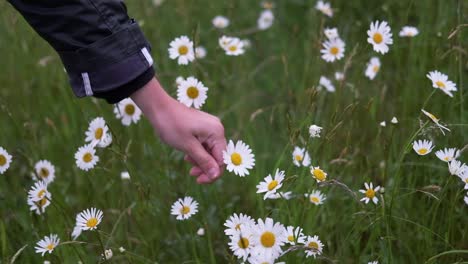 Recoger-La-Flor-De-Margarita-Con-La-Mano-De-Una-Niña