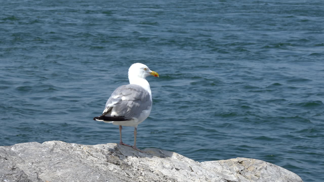 A seagull sitting on a rock with the waves of the ocean in the background