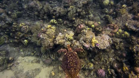 Echte-Karettschildkröte,-Die-Auf-Dem-Meeresboden-Schwimmt