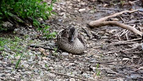 female mallard duck near the shore of a lake