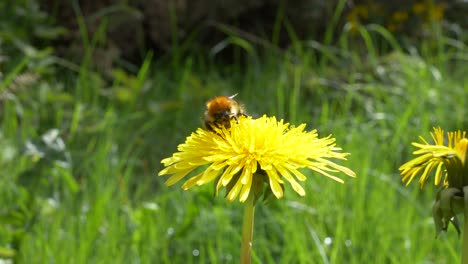 Gemeine-Karderbiene-Auf-Gelber-Löwenzahnblume,-Die-Auf-Dem-Feld-Wächst