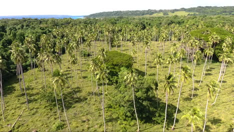 drone flying over palm trees near ocean in vanuatu