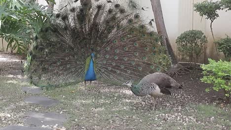 peacock shakes its beautiful plumage, natural courtship ritual in front of female peacock, animates the bird's plumage