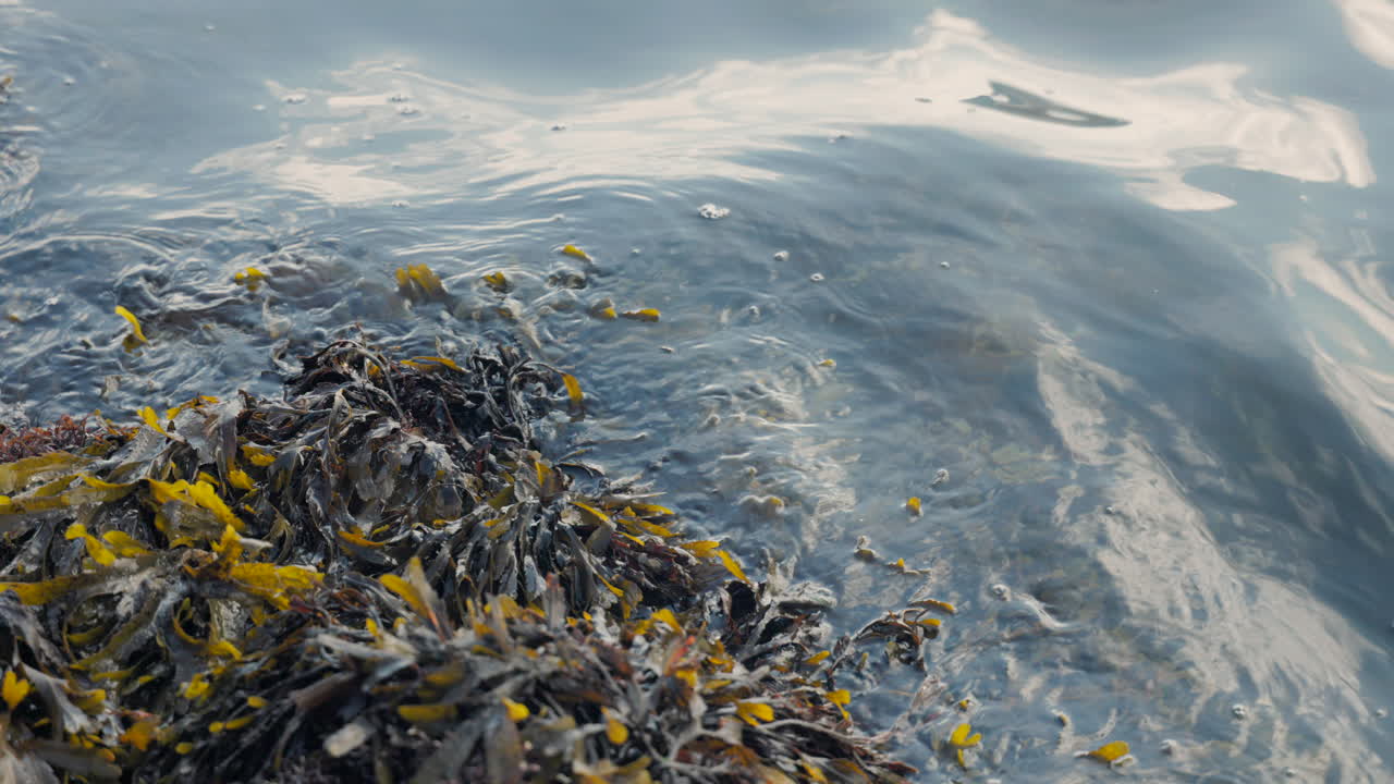⁇ 은 날 의 평온 한 바다 물 에 있는 해조류