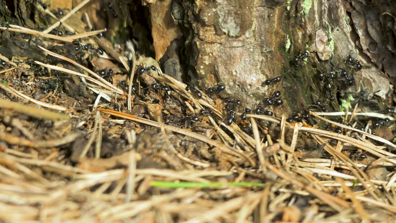 Silky ants move on the nest, anthill with silky ants in spring, work and life of ants in an anthill, sunny day, closeup macro shot, shallow depth of field