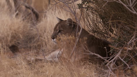 female lion resting in bushes on hot sunny day