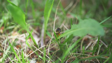 Toma-De-Primer-Plano-De-Una-Abeja-De-Miel-En-Hierba-Verde-Alta