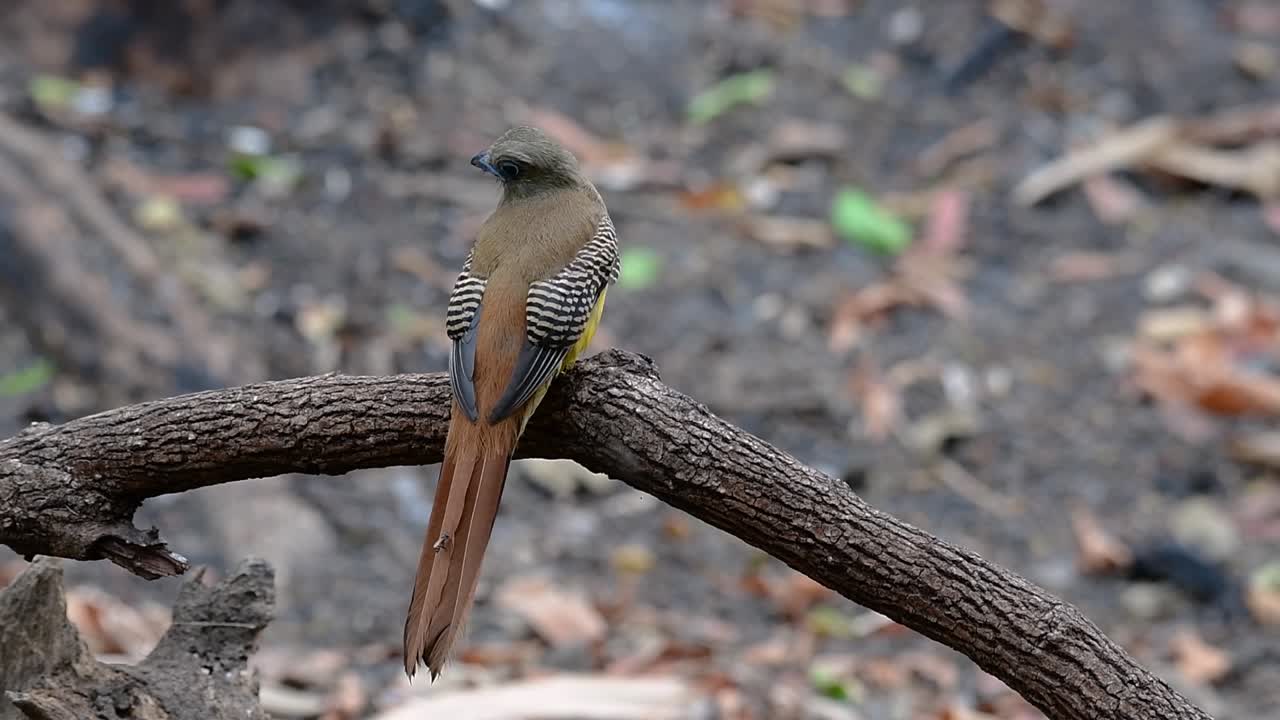 주황색 가슴 트로곤은 태국에서 발견되는 자신감 있는 중간 크기의 새입니다.