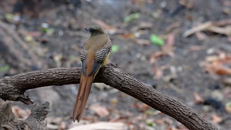 Der-Orangebrust-trogon-Ist-Ein-Zutraulicher-Mittelgroßer-Vogel,-Der-In-Thailand-Vorkommt