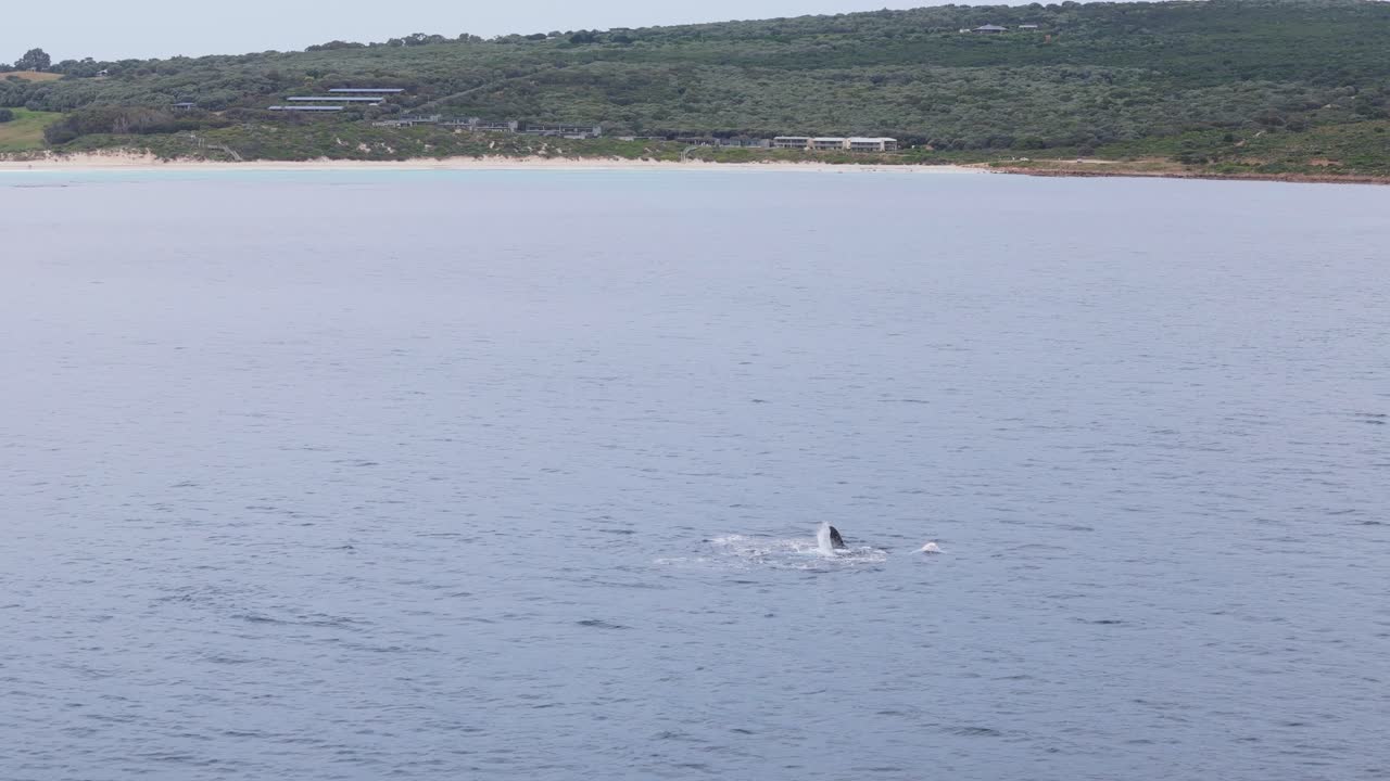 스미스 해변, 마거릿 강에서 해가 뜨는 동안 만에서 놀이하는 고래