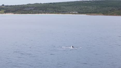 Ballenas-Juguetonas-En-La-Bahía-Al-Amanecer-En-Smiths-Beach,-Río-Margaret