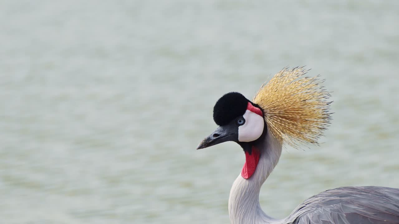 grúas coronadas grises en la orilla del río mara pastando con colorido plumaje con gracia en las praderas, vida silvestre africana en la reserva nacional de masai mara, kenia, áfrica animales de safari en masai mara