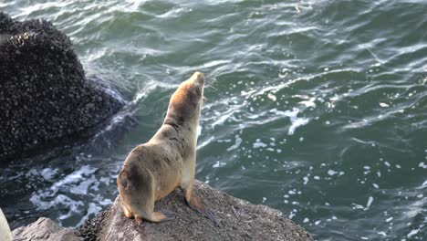 baby sea lion jumping off a rock and diving under the kelp forest