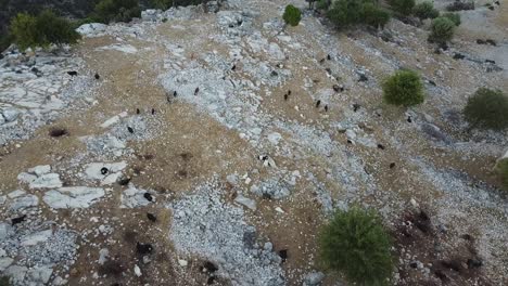 Vista-Aérea-De-Un-Rebaño-De-Cabras-Y-Ovejas-Pastando-Entre-Ruinas-Antiguas-Y-Piedras-En-La-Cima-De-Una-Colina-En-Turquía