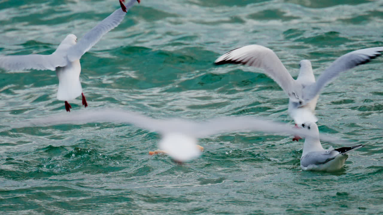 Group of seagulls flying dynamically over the sea at sunset