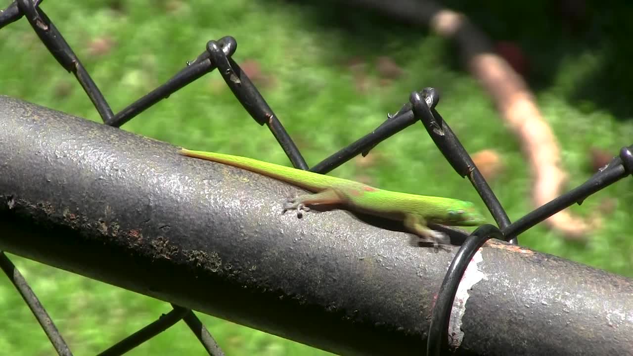 황금 먼지 날 도마뱀은 화창한 날에 scurries