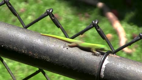 gold dust day gecko scurries on a sunny day