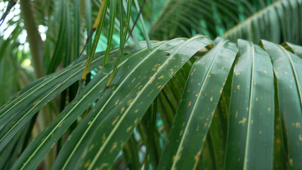 Fronds of areca palm plant Dypsis lutescens kentia palm spotting discoloration on its leaves