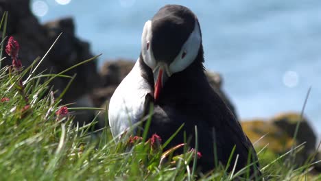 Schöne-Nahaufnahme-Eines-Süßen-Papageientauchers,-Der-An-Der-Küste-Islands-In-Der-Nähe-Von-Latrabjarg-21-Posiert