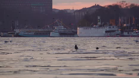 Medium-shot-of-two-birds-standing-on-ice